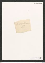 Diatomeae indet. Zeichnungen Sammlung Grunow (NHMW-BOT-W0368439)